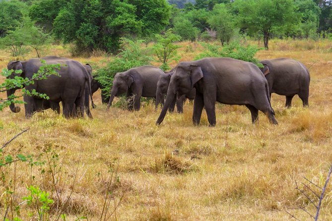 Wasgamuwa National Park Safari - Practical Tips for Your Safari