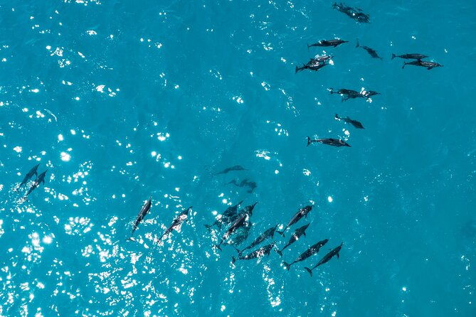 Whale & Dolphin Watching Trincomalee - Authentic Insights From Reviewers