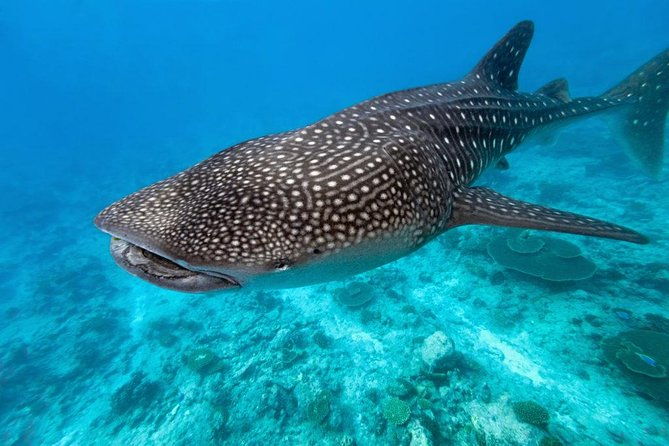 Whale Shark Encounter and Sumilon Sandbar with Kawasan Falls - Final Verdict