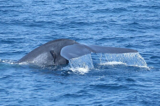 Whale Watching Mirissa with (WWC) - FAQ