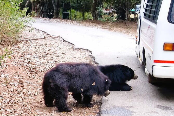 Wild Life Jeep Safari Tour at Bannerghatta with Private Transfer - Real Experiences from Guests