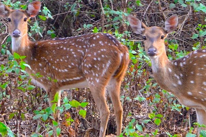 Wild life tour in Chennai with guide and private car - Final Thoughts: The Value of a Wildlife Day Trip