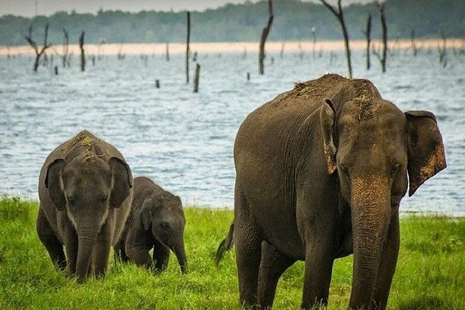 Wildlife Sri Lanka Tour 10 Days - FAQ