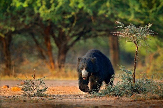 Wilpattu National Park 4-Hours Safari | with Naturalist - The Sum Up