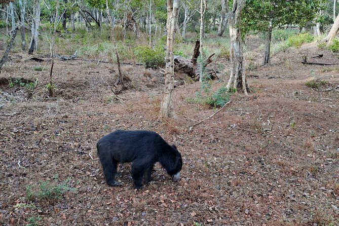 Wilpattu National Park Guided Tour in a Safari Jeep Ride - The Guides: Knowledge and Experience Matter