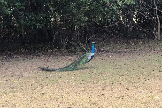 Wilpattu Safari tour from Negombo - FAQ