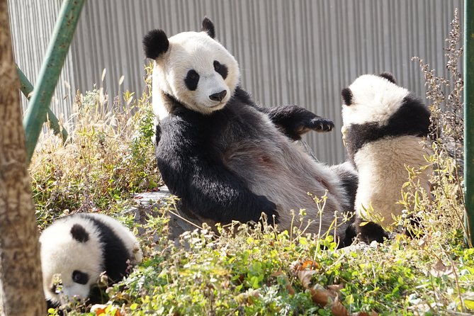 Wolong Panda Base Private Day Tour Optional Volunteering - Highlights of the Wolong Panda Base & Nature Reserve