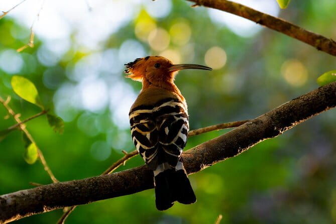 Yala Best Extended Half Day Safari By Ceylon Leopard Safari - Final Words