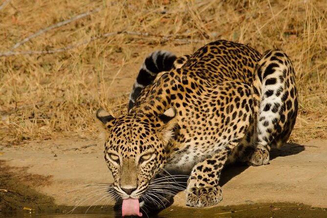 Yala National Park - Full Day Safari (04:30 am - 06:00 pm) - Pricing and Value