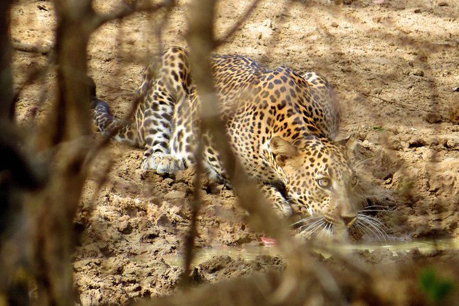 Yala National Park Safari from Bentota - Frequently Asked Questions