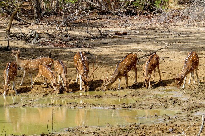 Yala National Park Safari from Galle - Authentic Insights from Past Travelers