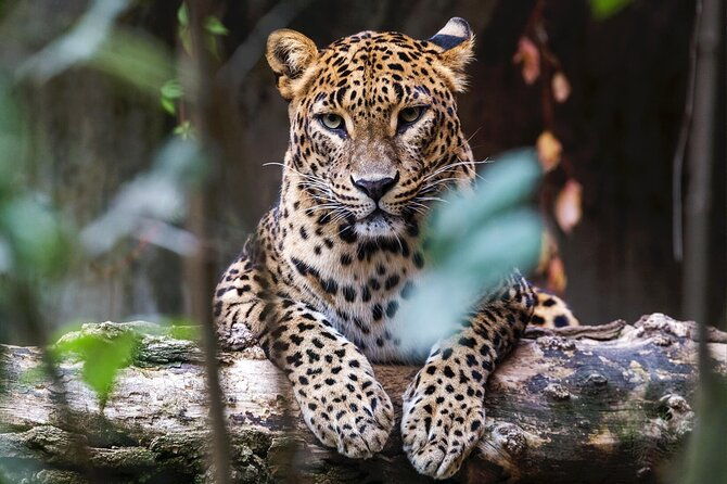 Yala National Park Safari |From Hambantota Port (Shore Excursion) - Practical Details: What You Need to Know