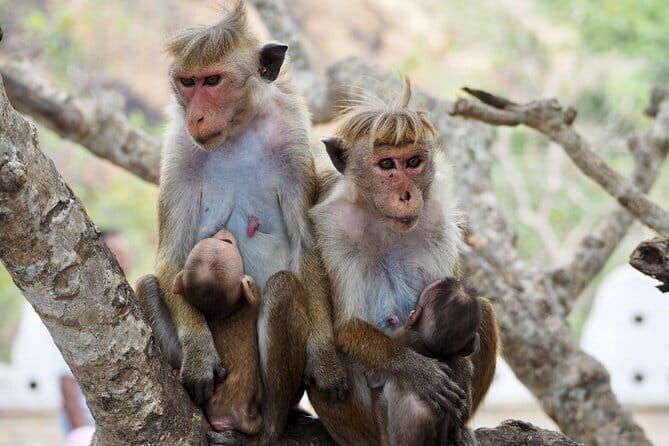 Yala National Park Safari from Hambantota port (Shore Excursion) - FAQs
