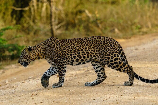 Yala National Park Safari - Half day and Full day - What Makes This Tour Stand Out