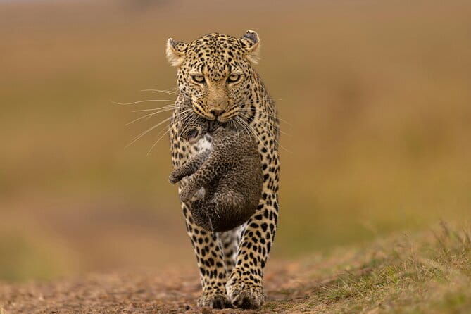 Yala National Park Safari Tours from Hambantota Port - Frequently Asked Questions