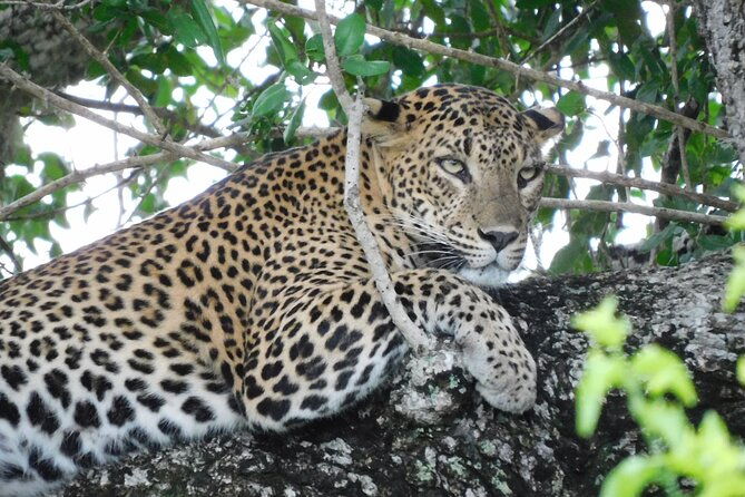 Yala National Park Safari Tours - Half Day & Full Day - Final Thoughts