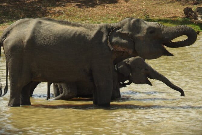 Yala National Park Tour from Hambantota Port Janaka Safari - The Guide & Support