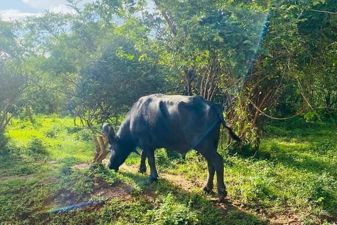 Yala Private Safari Jeep Half Day - Authentic Insights from Reviewers