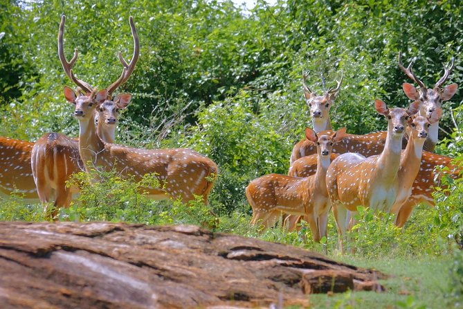 Yala Safari Day Trip from Bentota/ Kalutara/ Ahungalla/ Hikkaduwa - What Makes This Tour Stand Out?
