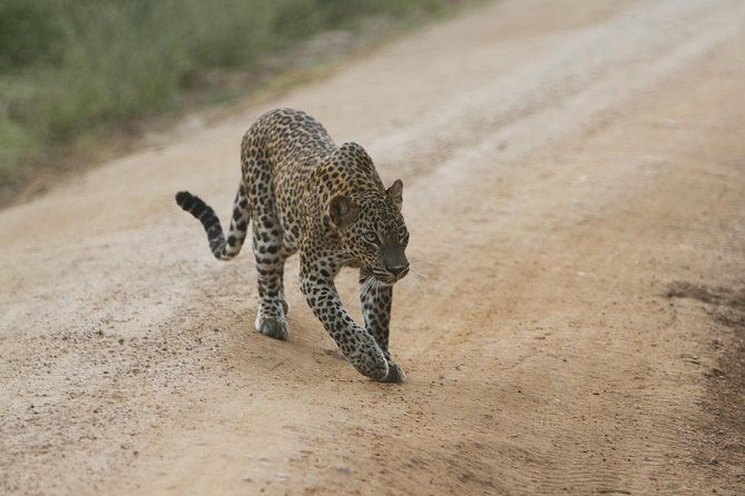 Yala Safari Jeep tour with Abraham Travel - The Sum Up