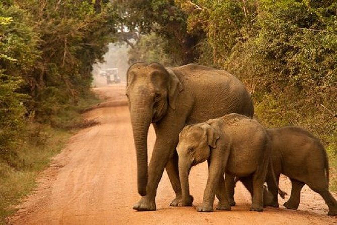 Yala Safari Private Day Tour Kaluthara/Beruwala/Bentota/Kosgoda/Ahungalla - Transport and Comfort