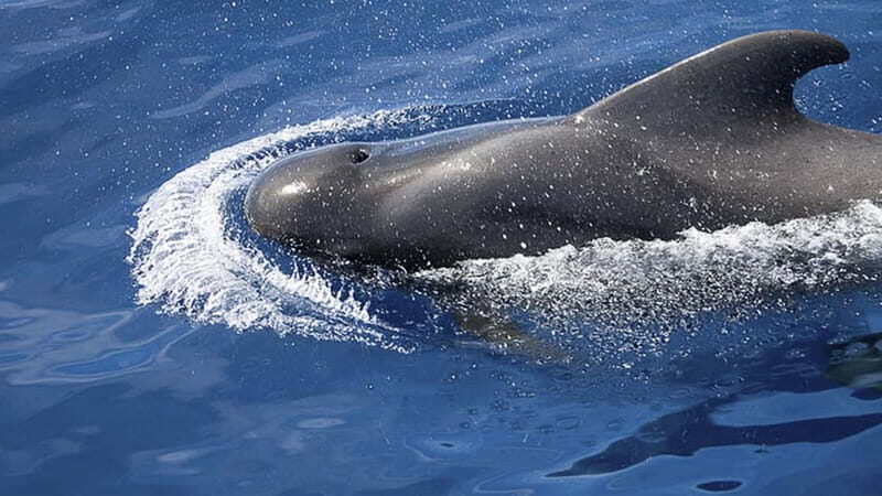 3h Whale Watching Private Tour Costa Adeje Lina7 Mizendoha - Detailed Breakdown of the Itinerary