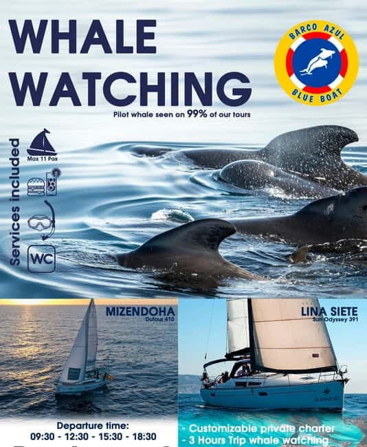 3h Whale watching Share Tour Costa Adeje Lina7 Mizendoha - Itinerary Breakdown: What You Can Expect