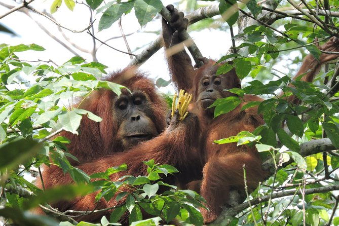 4 Day Jungle Adventure including 2 day trek - The Details of the Jungle Adventure