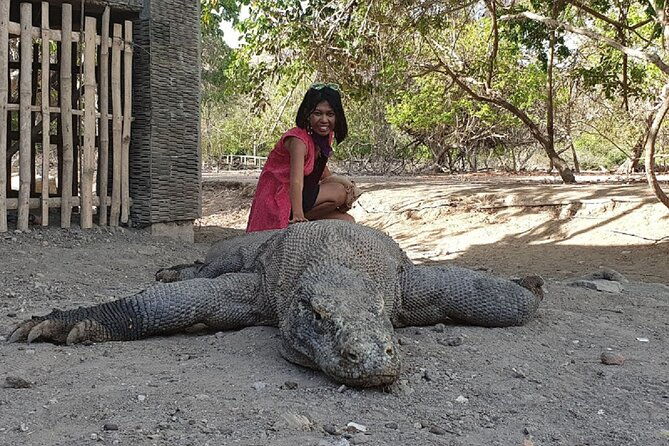 1- day Komodo island Tour hopping around by Speed Boat - Practical Details and Tips