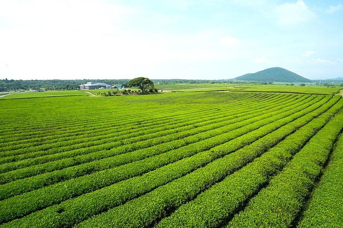 10day Small Group Discover Korea Tour : History, Food and Culture - The Cultural Heart of Korea: Seoul