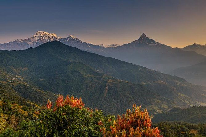 14 days Annapurna Base Camp Trek - The Rhododendron and Pine Forests: Ghorepani and Poon Hill