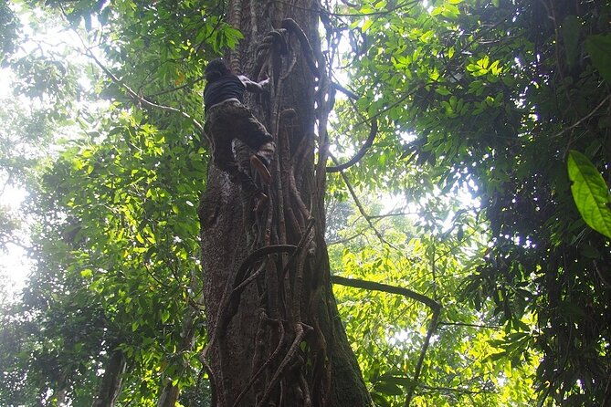 2-Day Jungle Trekking & Rafting in North Sumatra - Who Is This Tour Best For?