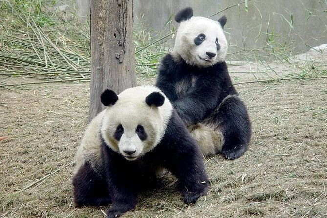 2-Day Private Chengdu Panda Tour - FAQ