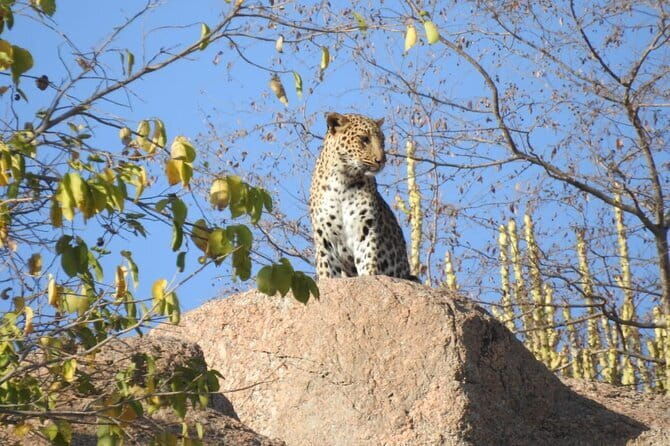2 Days Safari Tour in Jawai and Jodphur - Authentic Experiences & Hidden Gems