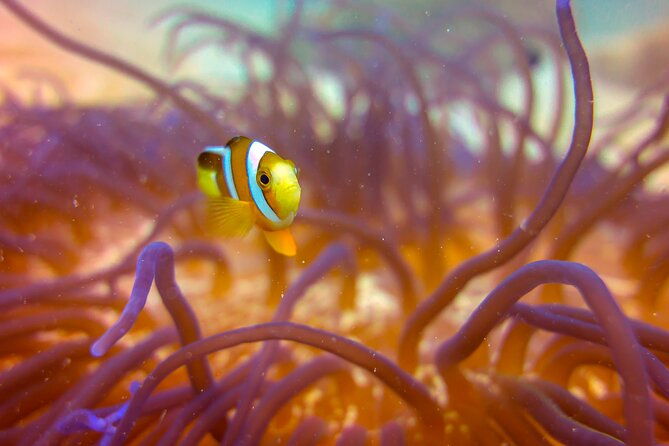 (2 Dives) Discover Scuba Diving Kota Kinabalu - Final Thoughts: Is This Tour Worth It?