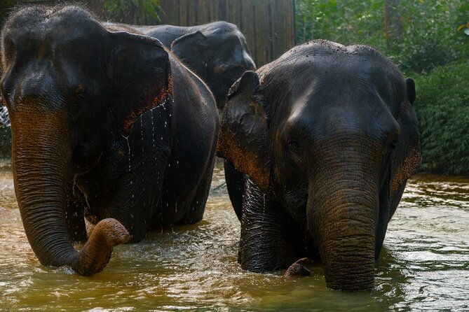 2-Hour Guided Eco-Tour & Transfer to Khaolak Elephant Sanctuary - Additional Considerations