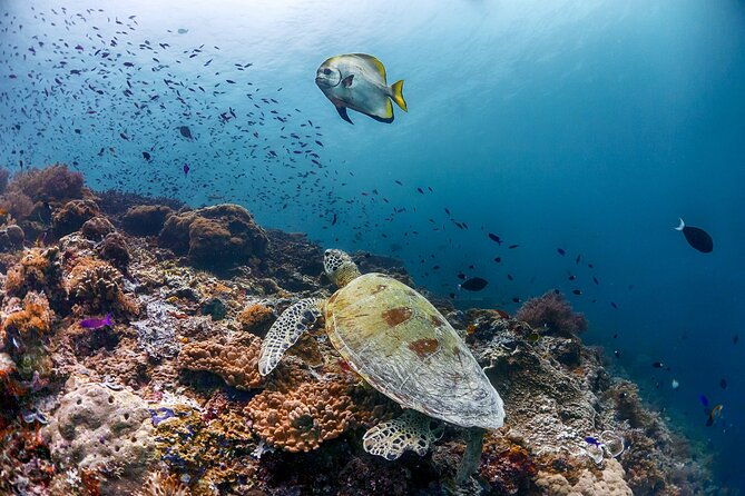 (3 Days) PADI Open Water Diver Course Kota Kinabalu - Final Thoughts