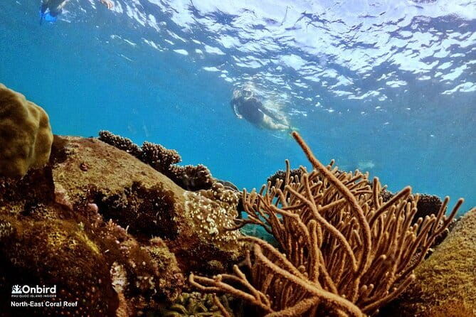 4 Islands & 2 Reefs - Discovery Snorkeling & Relaxing (MAX 12) - Final Thoughts: Is This Tour for You?