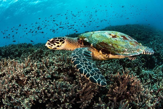 5 Fun Dives in Nusa Lembongan (for certified divers) - Swim with a Mola Mola - The Authenticity of the Experience