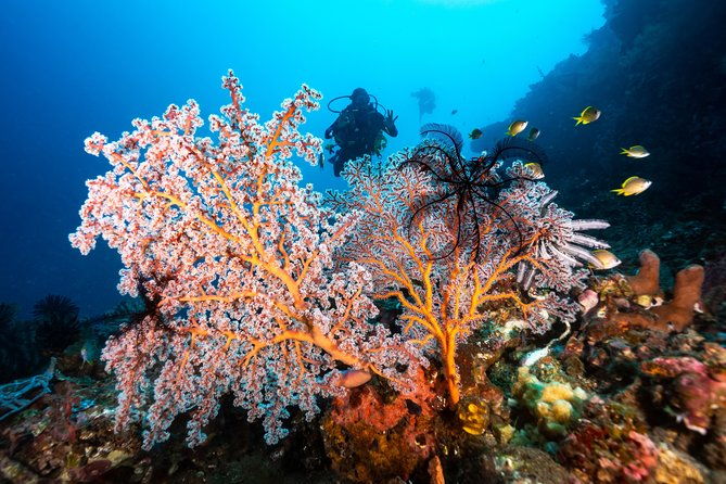 5 Fun Dives in Pemuteran (for certified divers) - Exploration in Menjangan Park - Practical Tips for a Smooth Experience