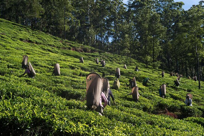 6-Day Sri Lanka Heritage Private Tour - FAQs