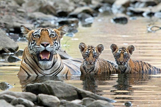 6 Days Golden Triangle Tour with Ranthambore: Delhi Agra Jaipur Ranthambore Tour - Who Is This Tour Best For?