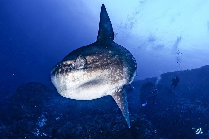 Advanced Open Water Course - Advanced Certification in Lembongan (next to Bali) - FAQ