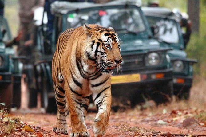 Adventures Ranthambore Wildlife Safari Tour from Delhi with Safari Rides - FAQs