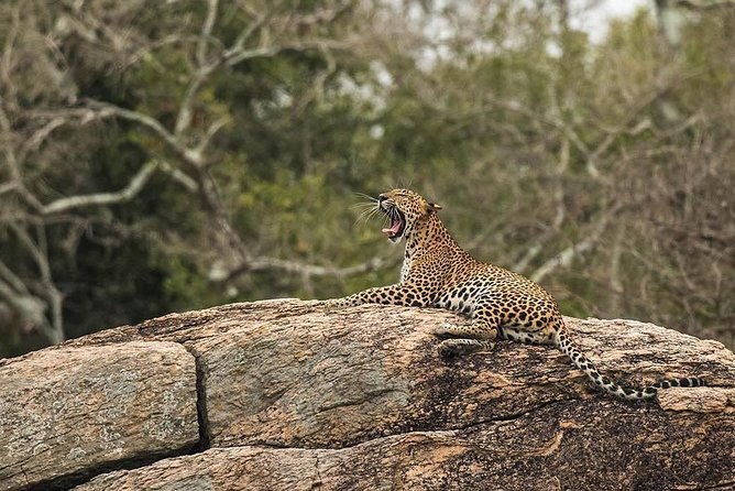 All Inclusive Yala National Park Jeep Safari from Colombo - FAQ
