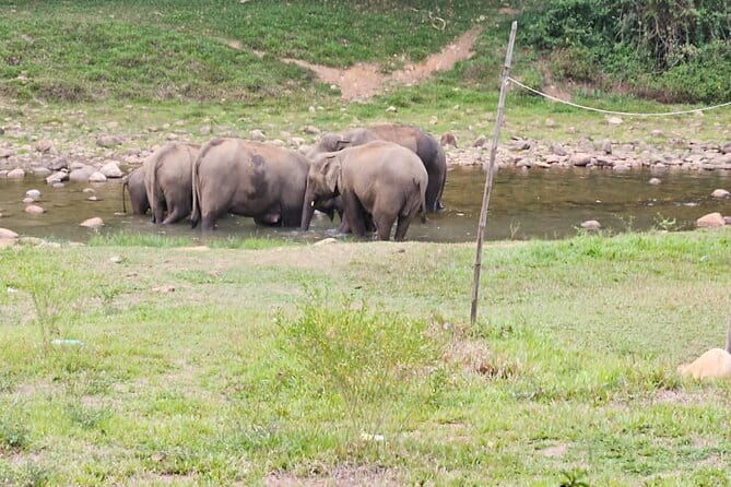 Anakkulam Wild Elephant Visiting(Jeep tour) - The Experience Through the Eyes of Reviewers