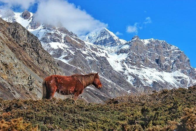 Annapurna Poon hill Sunrise Trek - Authentic Insights from Reviewers