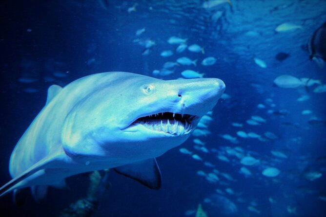 Aquarium Phuket and AR Trick Eye Museum Combo Tickets - The Sum Up