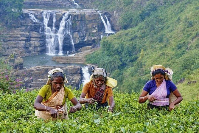 August Kandy Festive Tour - Practical Considerations