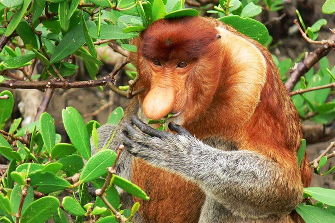 Bako National Park - FAQ